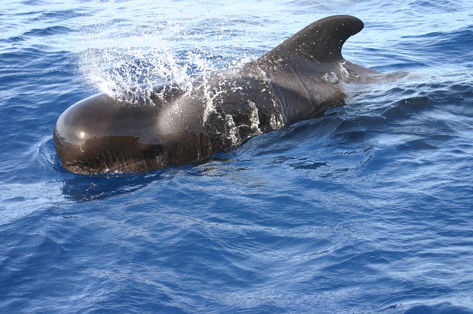 16 febbraio, Giornata Mondiale delle balene: creature da tutelare