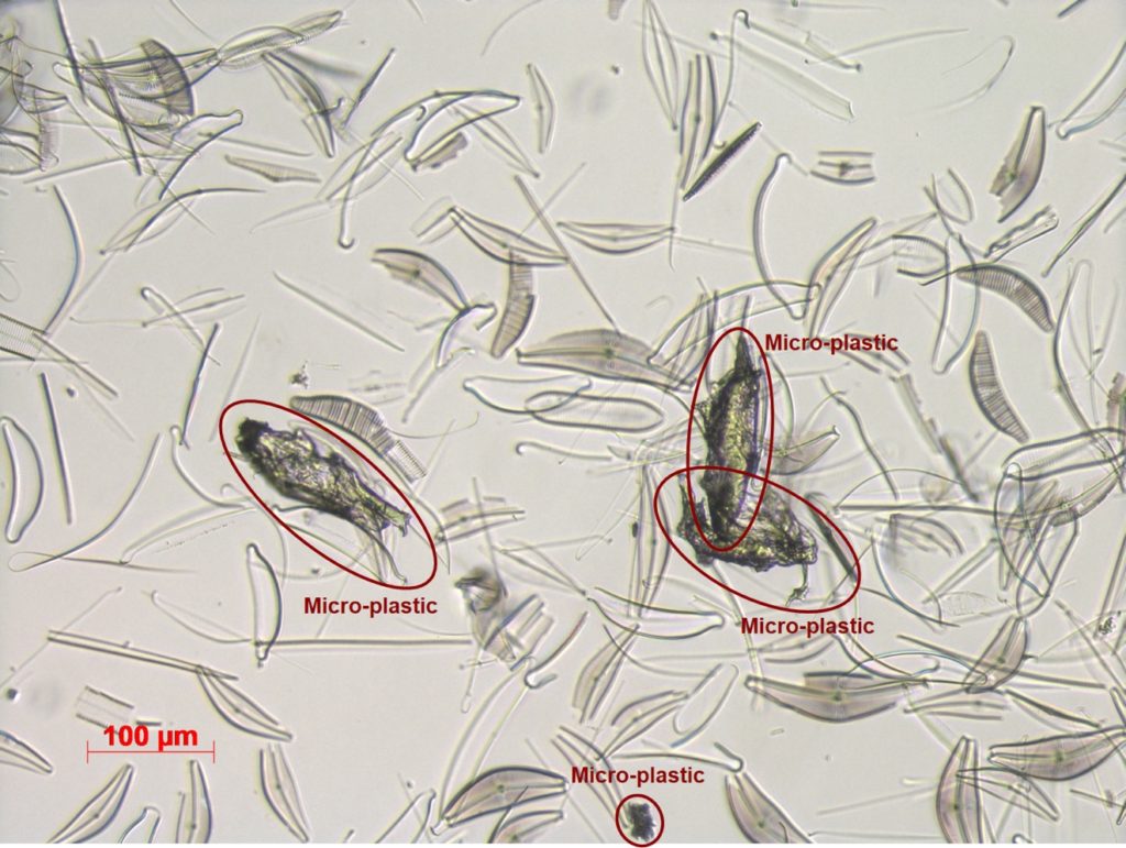 Lotta alle microplastiche in mare, arrivano in aiuto intelligenza artificiale ed olografia digitale